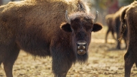Billy Bison