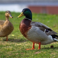 Duck Duo