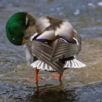 DA