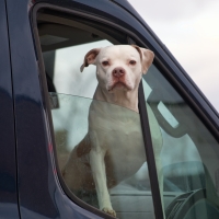 Copilot
