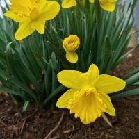 The Day of  the Daffodils
