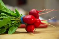 Radishy from the Garden