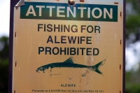 Fish Love