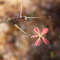 Tiny Tree