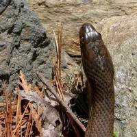 The Garden Snake