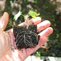 Roots