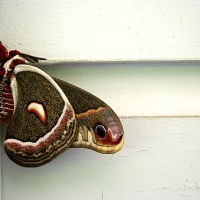 Moth Month