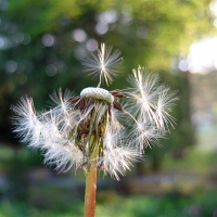 On the Wind