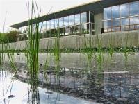 In the Wetlands