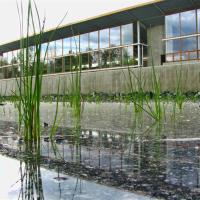 In the Wetlands