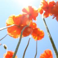 Reach for the Sky