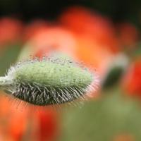 Fuzzy