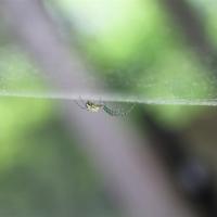 Surfing the Web