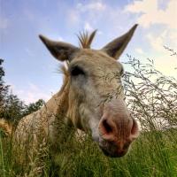 Field Donkey