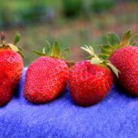 Early Harvest