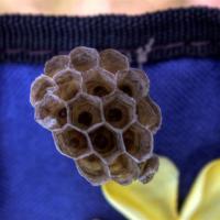Tiny Hive