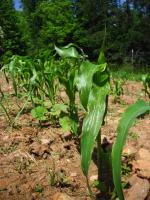 Corn Beans