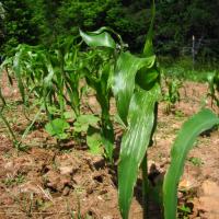 Corn Beans