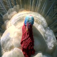 Gobbler