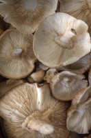 Shiitake
