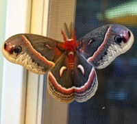 Moth