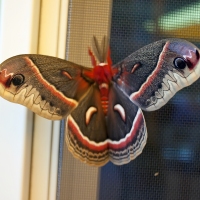 Moth
