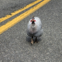 Attack Bird Is Attacking