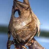Fish On a Stick