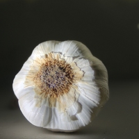 Allium Sativum