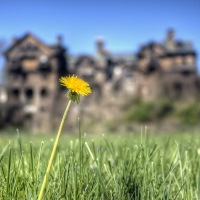 Lawn with a View