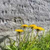 The Dandelions Always Visit