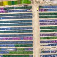 Flower Power