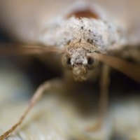 Moth