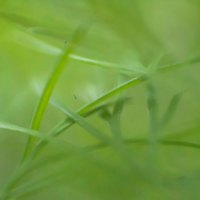 Dill Forest