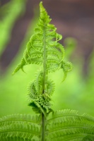 The Unfolding