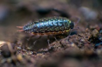 Garden Bug