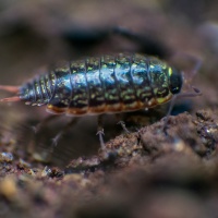 Garden Bug