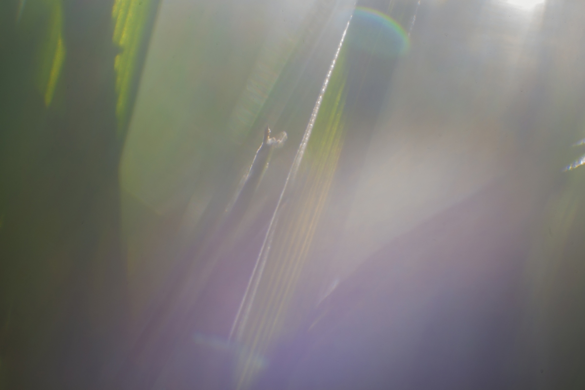 Down In the Weeds