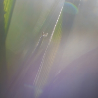 Down In the Weeds