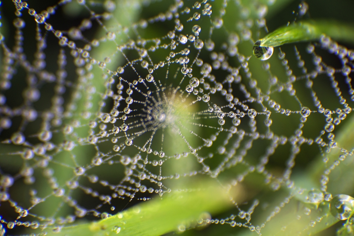 Bejeweled