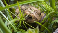 In the Weeds