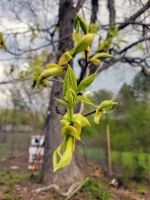 Hemlock Handshake