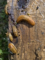 Slug Fest