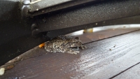 Tiny Noisy Thing