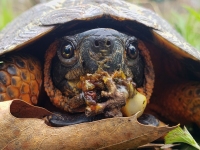 I'm On the Hunt, I'm After You