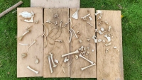 Fawn Skeleton