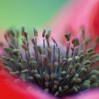 Poppy World