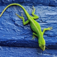 Green on Blue