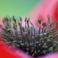 Poppy World