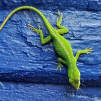 Green on Blue